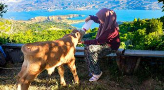 Zehra'nın hayvan sevgisi sosyal medyada ilgi odağı oldu