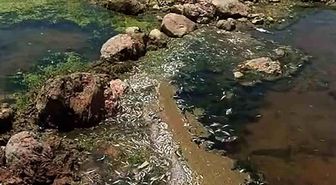 Araban Karasu Çayı'nda tedirgin eden toplu balık ölümleri