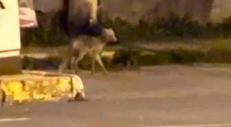 Ardahan'da gece şehre inen tilki kamerada