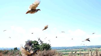 Çanakkale'de 1000 kınalı keklik doğaya salındı