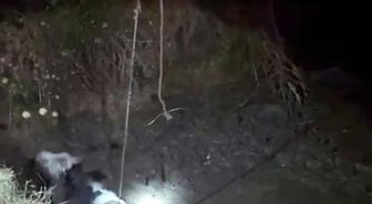 Çukura düşen ineği itfaiye kurtardı