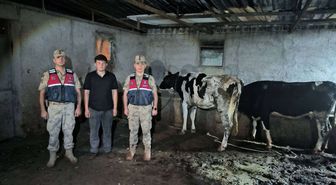 Kilis'te Jandarma Kaybolan 3 Büyükbaş Hayvanı Buldu