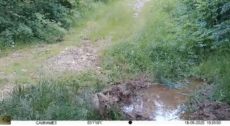 BARTIN ve Kastamonu Arasında Fotokapanla Yaban Hayatı Görüntülendi