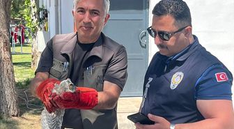 Malatya'da bulunan baykuş yavrusu koruma altına alındı