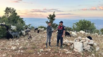Gülnar'da kaybolan 40 küçükbaş hayvan dronla bulundu