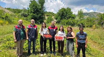 Tunceli'de kadın üreticilerin çilek hasadı yüz güldürdü