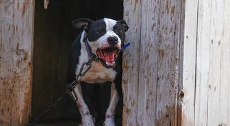 Küçük Asiye'yi yaralayan pitbull silah sayıldı