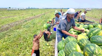 40 derece sıcakta karpuz işçilerinin ekmek mücadelesi