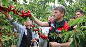 Amasya Valisi Bakan, kiraz hasadına katıldı