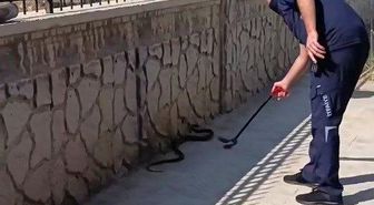Hastane yanında görülen yılan paniğe neden oldu