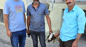 Kapılara toslayan kuzunun sahibi küpesinden bulundu