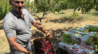 Malatya'da tescilli 'dalbastı' kirazı üreticisinin yüzünü güldürdü