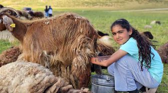 Muş'ta yayla mesaisi başladı: Lezzetli sütün sırrı dağlarda saklı