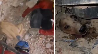 Venezuela’daki felaketin ortasında umudun sembolü oldu: Enkaz altındaki köpek böyle kurtarıldı