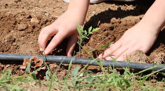 Yozgat'ta ata tohumları öğrencilerin ellerinde filizleniyor