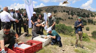 Amasya'da keneyle mücadele kapsamında 300 kınalı keklik doğaya bırakıldı