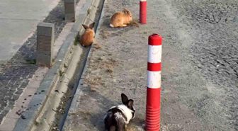 Atakum sahilinde tavşanlar dikkat çekti