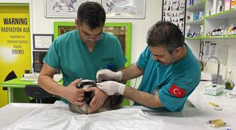 Balıkesir'de yaralı bulunan porsuk tedavisinin ardından Kazdağları'nda doğaya salındı
