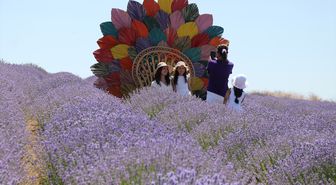 Lavanta tarlaları Tekirdağ'da turizm hareketliliğini artırıyor