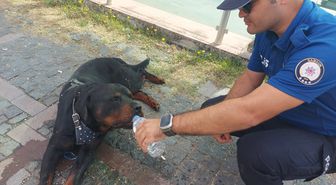 Samsun'da yaralı köpeğe polisin su verdiği anlar kamerada