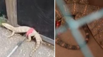 Şırnak’ta ikinci kez ’çöl varanı’ görüldü