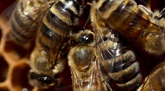 Arı zehrini nanoteknolojiyle buluşturan yöntemle akut böbrek hasarını tedavi etmeyi hedefliyorlar