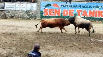 Ayder'de boğa güreşleri heyecanı yaşandı