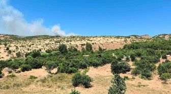 Dicle'de ağaçlık alanda yangın