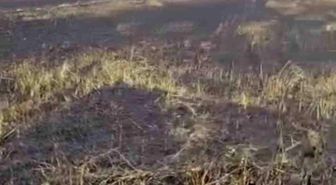 Siverek'te arazi yangını: 1'i ağır 3 yaralı, 200 dönüm ekili alan küle döndü