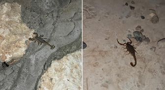Şehri akrepler bastı! Her köşeden çıkıyorlar