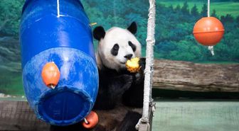 Albüm: Çin'in Taiwan Bölgesindeki Dev Panda Yuanbao, 6. Doğum Gününü Kutladı