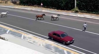 Başıboş atlar yürekleri ağza getirdi