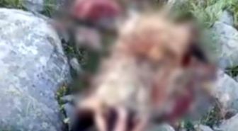 Erzincan'da köpeklerin saldırısına uğrayan porsuk telef oldu