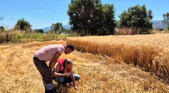 Havran'da hububat hasat kontrolleri yapılıyor