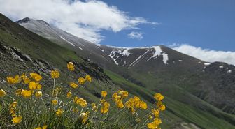 Kaçkar Dağları'nın eteklerindeki yaylalar çiçeklerle renklendi