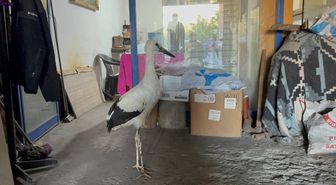 Karabük'te bitkin halde bulunan leylek koruma altına alındı