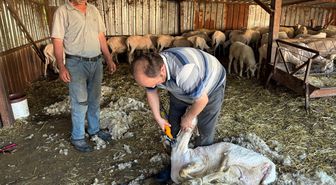 Sakarya ve çevre illerde koyun kırkıyor