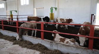 Sinop'ta TKDK desteğiyle 50 büyükbaş hayvan kapasiteli modern besi tesisi kuruldu