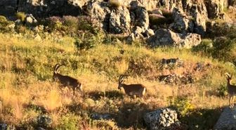 Tarihi Harput'ta dağ keçileri görüldü