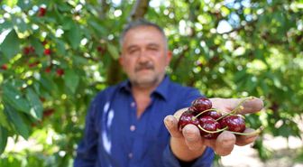 Tescilli Tokat kirazında hasat mesaisi başladı