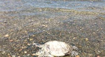 Ula'da sahilde Caretta Caretta bulundu