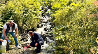 Uzungöl ve çevresindeki derelere 15 bin kırmızı benekli yavru alabalık bırakıldı