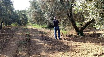 Zeytin sineğine karşı entegre mücadele çalışmaları hız kesmeden devam ediyor