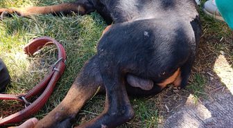 Ayağına demir saplanan köpek kurtarıldı