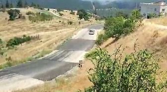 Bursa'da orman yangını