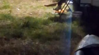 Kamp alanına giren hırsız tilki kameraya yakalandı