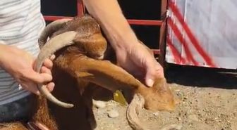Kulağında boynuz çıkan keçi görenleri şaşırttı