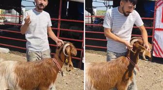 Kulağında boynuz çıkan keçi görenleri şaşırttı