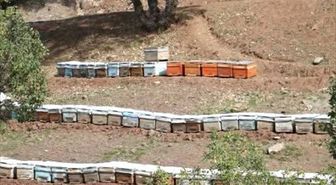 Sason balında hasat öncesi saha kontrolleri sürüyor