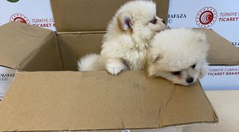 Ticaret Bakanlığı ekipleri Kapıkule'de yasa dışı getirilen 'pomeranian' cinsi köpek yavrularına el koydu